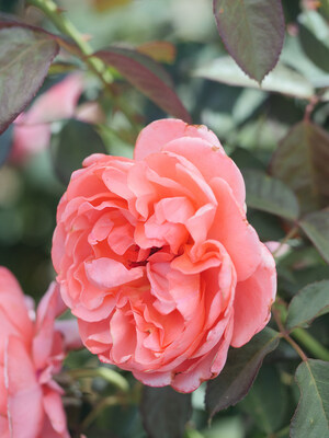 English_Coral___Jackson_and_Pe