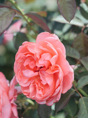 Jackson &amp; Perkins® Enchanting 'Library of Roses' Blends Timeless Classics with Blooming Brilliance