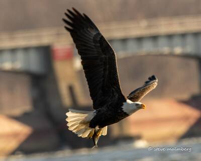 Bald eagles visit the LeClaire area from December to March each year as they migrate south in search of food. Join the 2nd Annual LeClaire Eagle Fest for an exceptional birdwatching opportunity and learn about how these iconic birds of prey live in the wild.