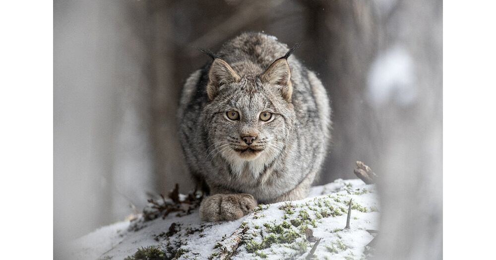 Canadian Geographic Announces The Winners Of Its Canadian Photos Of The 