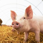 Acceligen Announces Innovative Scientific Paper on Breeding PRRSV Resistant Pigs