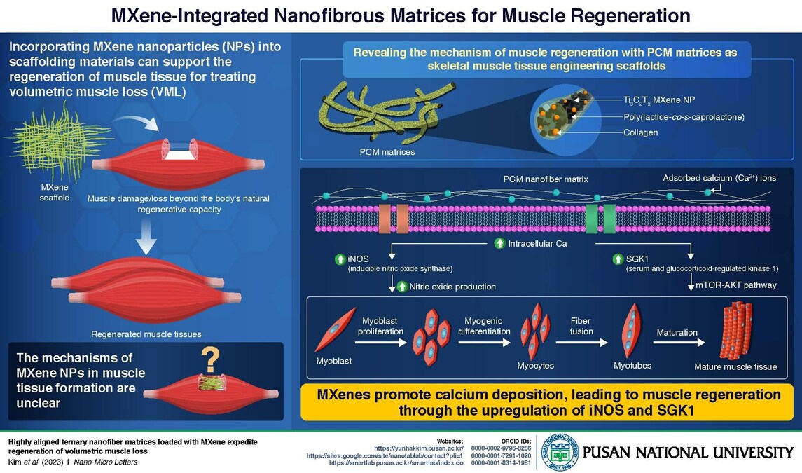 Pusan National University's Breakthrough in Muscle Regeneration: Nanotech Scaffolding Supports Tissue Growth - Vimarsana News