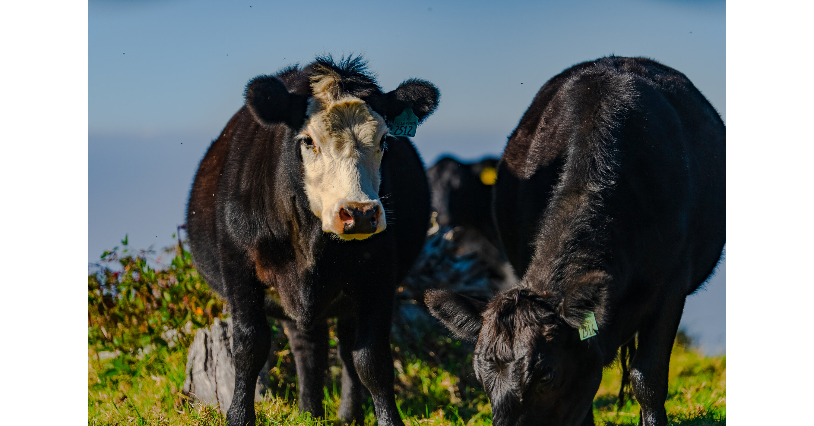 Cornell University College of Agriculture and Life Sciences Study, in partnership with Symbrosia and Danone North America, Aims to Prove Effectiveness of Seaweed Oil Extract for Livestock Methane Reduction