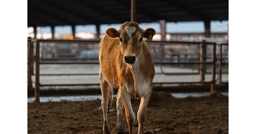 New Dairy Plus Program Awards Nearly $18 Million for Projects Reducing Greenhouse Gasses on California Dairies