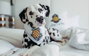 DOGUARY (FEBRUARY) IS PUP PLUS ONE MONTH AT STAYPINEAPPLE