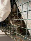 Alley Cat Rescue Partners With Mountain View Humane to Provide Community Cat Spay/Neuter in Roanoke, VA