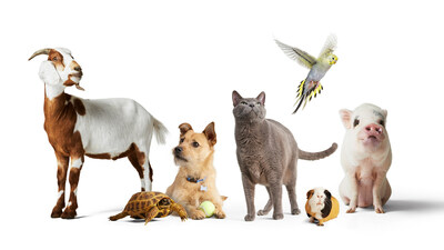 Petco | Nationwide pet insurance available for dogs and cats, as well as avian and exotic animals, including popular pets such as reptiles and rodents.