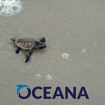 Colossal is proud to support Oceana