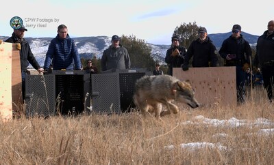Colorado Parks and Wildlife released five gray wolves onto public land in Grand County, Colorado on Monday, December 18, 2023. Pictured is wolf 2302-OR.