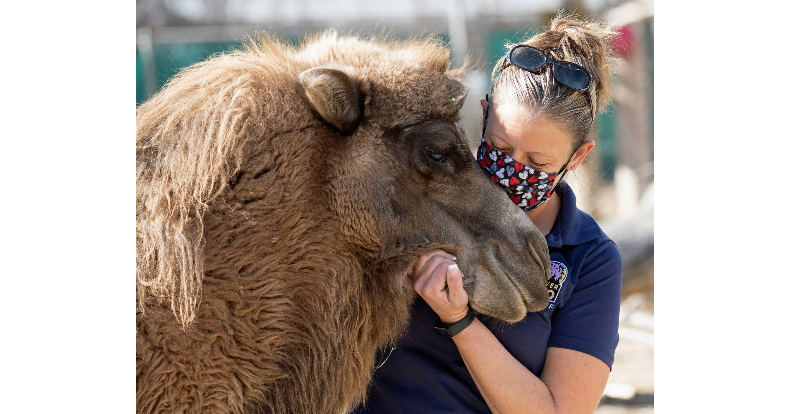 Denver Zoo Earns American Humane Certification for Animal Welfare