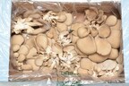 StePacPPC's New Sustainable Packaging Boosts Exotic Mushroom Longevity