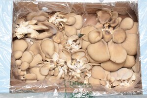 StePacPPC's New Sustainable Packaging Boosts Exotic Mushroom Longevity