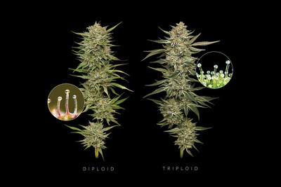 Humboldt Seed Company’s OG Kush diploid and triploid are pictured in a side-by-side comparison showing increased triploid flower size, bigger calyxes and a larger number of trichomes covering the leaves. In the 5x magnification inset the longer triploid trichome stalks and higher trichome density can be seen clearly. These attributes provide higher potency and increased production, providing significant value to extraction-based cannabis businesses. Flower photo by: Erik Christiansen. 5x magnification photo by: Chris Romaine.