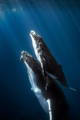 Two humpback whales swimming to the surface.  Shutterstock / Seb c est bien / WWF (CNW Group/World Wildlife Fund Canada)