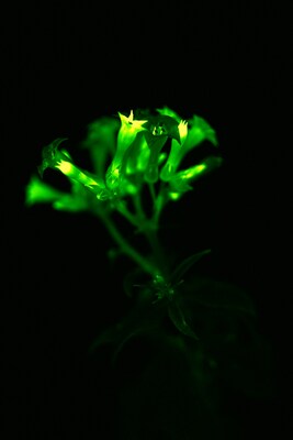 Bioluminescent plants are now even brighter: Light Bio to begin selling Firefly Petunias to consumers with USDA approval.