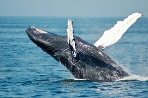 Despegar promueve el turismo sostenible para el avistamiento de ballenas en México