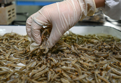 Staff members test wild anchovy products from Kenya in a lab of Jinzai Food Group Company Limited in Yueyang, central China's Hunan Province, June 28, 2023.