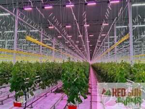 RED SUN FARMS ONTARIO TESTS SOLLUM AND THE BENEFITS OF FAR-RED LIGHTING
