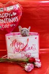Valentine's Gifts for Your Furry Loved Ones