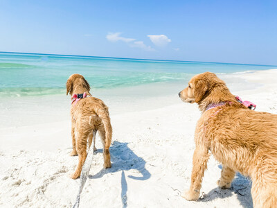 Dogs love Pensacola Beach too! Dogs are welcomed on leash at two designated dog beaches only, located at lots 21E and 28B.