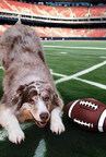 PetSafe® donates nearly $100,000 to pet shelters for predicting the winner of the "Big Game"