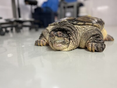 Une petite nouvelle  l'Aquarium : la tortue serpentine. Avec son corps muscl et sa puissante mchoire, c'est la plus grosse tortue d'eau douce au Canada. (Groupe CNW/Socit des tablissements de plein air du Qubec)