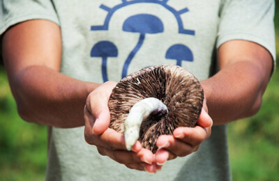 Image of psilocybin mushroom in the hands of a person wearing a MycoMeditations t-shirt.