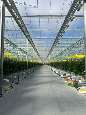 As part of the succession plan to hand over the business to the next generation, owner Michael Arts has decided to branch into greenhouse horticulture along with Sollum's pioneering lighting solution, which will be implemented to cover an impressive five-acre section of Integral's tomato production in Ontario, Canada. (CNW Group/Sollum Technologies)