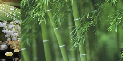 Lush Bamboo is a soothing blend of delicate florals with an abundance of fresh bamboo leaves and rainwater over hints of green tea and solar musk.