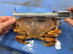 Possession de crabes de taille non réglementaire : une entreprise de transformation de fruits de mer établie à Richmond reçoit une amende de 40 000 $