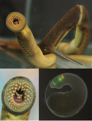 Montage of a sea monster. Top and left images are adult sea lampreys. On the right is a fluorescence microscopy image of a developing sea lamprey embryo.