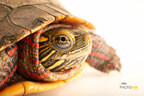 Eastern Painted Turtle at the Tennessee Aquarium Credit Joel Sartore Photo Ark