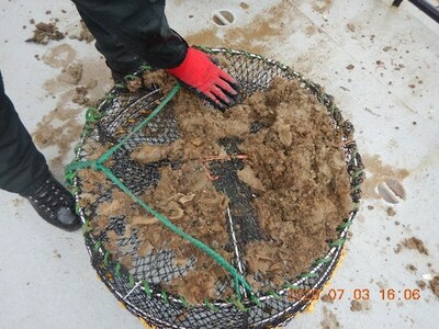 Prawn trap containing glass sponges from the reef, presented as evidence in Court. (CNW Group/Fisheries and Oceans Canada, Pacific Region)