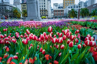 San Francisco Union Square - Flower Bulb Day (Source: David Perry & Associates)