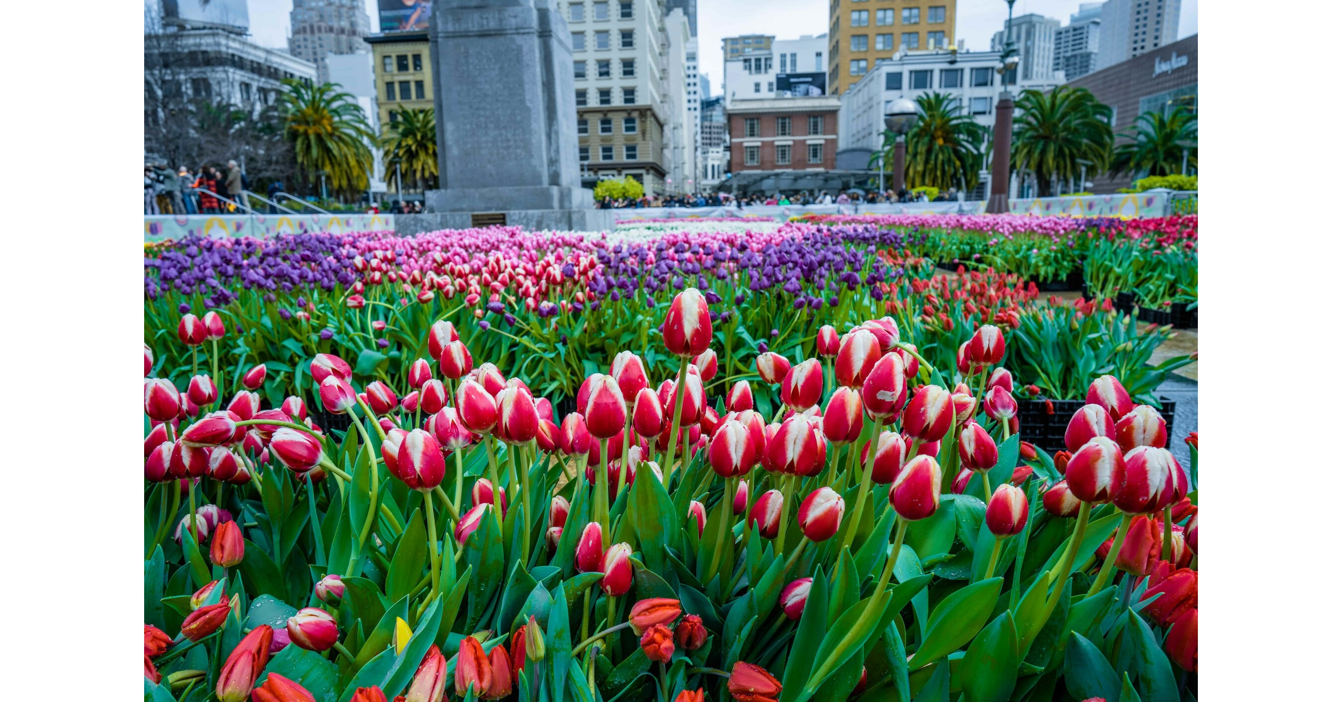 MEDIA ALERT Flower Bulb Day Returns to San Francisco's Union Square