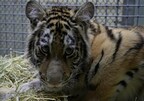Confiscated Tiger Cub Brought to Oakland Zoo for Long-Term Rehabilitation and Care