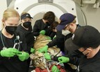 Oakland Zoo Veterinary Hospital staff performing a thorough examination of the rescued tiger; Photo Credit Oakland Zoo)