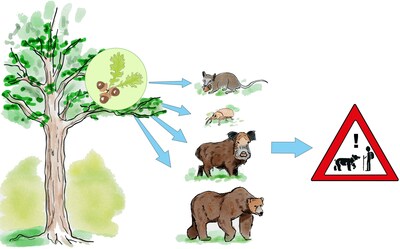 Masting affects the behavior and population of animals foraging on it, and indirectly influences the occurrence of infectious diseases, such as Lyme disease, and pest damage in orchards as insects switch from nuts to other food sources (Illustration: Lea Végh).