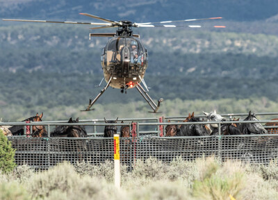 Wild horses in America's West face the reality of a summer 2022 helicopter roundup. Photo Credit: WilsonAxpe PhotoAdvocacy