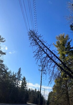 Tree on power line in Trenton Ontario (CNW Group/Hydro One Inc.)