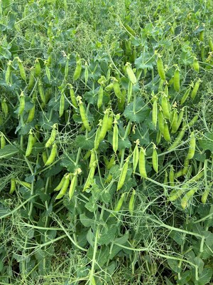 GreenVenus™ and Plant Research (NZ) LTD partner to develop climate-resilient field pea varieties and deliver clean protein solutions for human and pet food markets