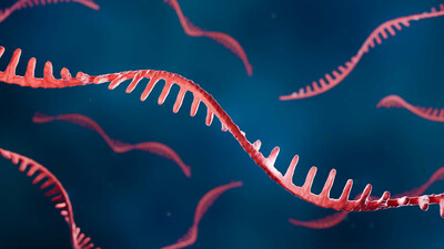 The field of RNA therapeutics is booming. But not all drugs are created equal. CSHL scientists Justin Kinney and Adrian Krainer recently teamed up to investigate why some RNA-splicing-based therapies work better than others. Image: © Artur - stock.adobe.com