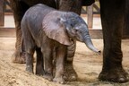 Toledo Zoo's Elephant Herd Grows with Arrival of Newborn Calf