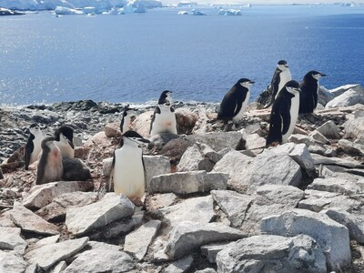 Viking today announced its expedition team supported the discovery of a new colony of chinstrap penguins not previously known to science on Diaz Rock, near Astrolabe Island, in Antarctica. The new colony was recorded following a survey at Astrolabe Island by Viking and scientific partner, Oceanites. Pictured here, chinstrap penguins in Antarctica (not on Diaz Rock). Photo credit Dr. Grant Humphries. For more information, visit www.viking.com.