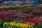 San Francisco's Union Square blanketed in a wave of colorful tulips