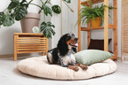 Harmony Pet offers dog and cat calming diffusers in its health and wellness line (PRNewsfoto/Tevra Brands)