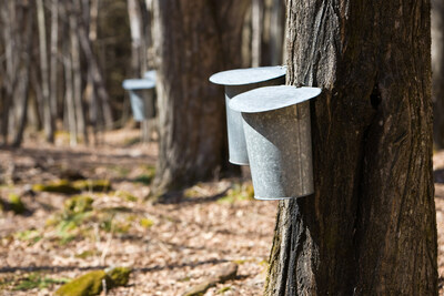 Sap collecting buckets attached to maple trees (CNW Group/407 ETR Concession Company Limited)