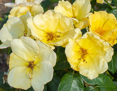 Radiant Blooms Await: Star Roses and Plants Unveils New Roses for 2024