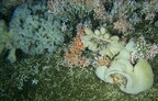 Fisheries and Oceans Canada closes the first and only known live coral reef in Pacific Canada to all commercial and recreational bottom-contact fisheries