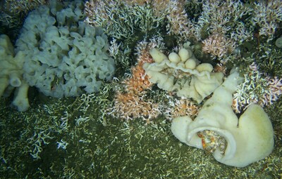 Le rcif de Lophelia a un effet de cascade qui renforce la biodiversit de la zone. Nous voyons ici des crabes royaux hispides (Acantholithodes hispidus) colors dans trois espces diffrentes d'ponges siliceuses qui poussent sur le rcif corallien (pinnules orange et rose). (Groupe CNW/Pches et Ocans Canada, Rgion du Pacifique)